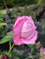 Preview: Beetrose Mrs John Laing